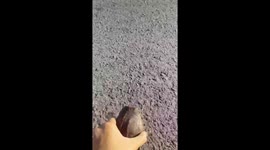 Woman rescues turtle stuck on road and puts it in river