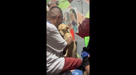 Pet dog looks crestfallen with sad puppy eyes