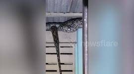 Large python slithers on wall under home's roof