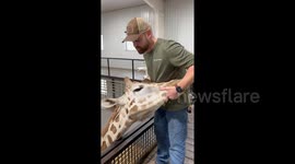 Animal chiropractor faces his biggest challenge - cracking a giraffe's neck