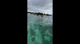 Snorkeller criticised for grabbing endangered sea turtle