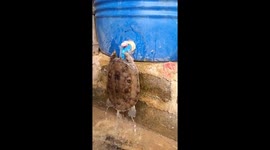 The turtle drinks water in a professional and strange way