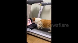 Corgi Dog Working Out in Guangdong, China
