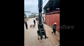 Using an Excavator to Catch A Pig for the New Year in Lincang, China