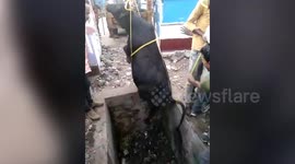 Rescue team hoist bull out from sewage tank in central India