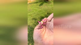 Mesmerising moment vibrant orchid mantis delicately moves on individual's palm