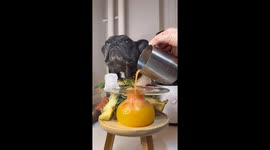 French Bulldog makes fancy juice with his owner’s help, very cute