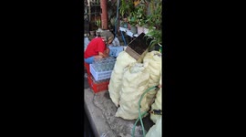 Cat climbs all over woman while she washes pots