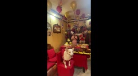 Pet dog enjoys lavish birthday party in the Philippines