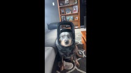 Nala the Blue Heeler gets head Stuck in bin lid in Christchurch
