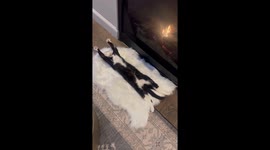 Feline fire lover: Mittens basks in fireplace bliss