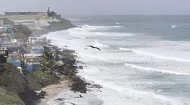 Seabird Flying off the North Coast of Old San Juan, Puerto Rico