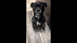 Adorable Pup Begs in the Kitchen