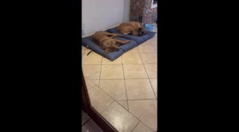 Boerboels Destroy Their Beds