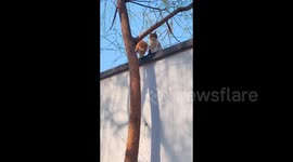 Stray Cat Demonstrates Companion Skills to Climbing Down a Tree in Beijing, China