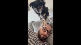 Little Dog Gives Head Massage