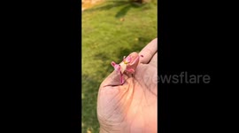 Man meets beautiful Orchid Mantis in wild in Shandong, China
