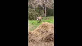 Donkey Goes Crazy for Peg-Legged Pirate Chicken