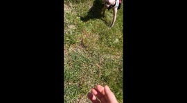 Sphynx (hairless) cat goes for her first walk outside. Cleo is 10 months old and doesn’t know what to think about the grass underfoot!
