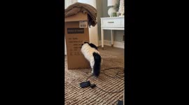 Munchkin Cat Slides Into Cardboard Box