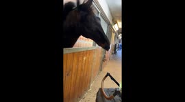 Horse Entertains Baby