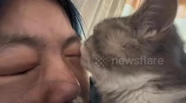 Affectionate cat surprises owner with unexpected grooming session in China