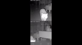 Heartwarming Interaction Between Owner and Cat through Camera in China