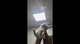 Feline Hero: Chinese Cat Helps Owner Rid Home of Mosquitoes