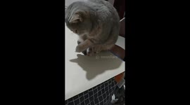 Cat frustrated at failing to grab sunflower seed with paws