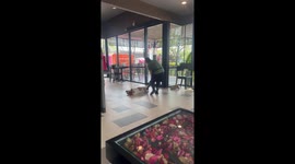 Lazy dog just won't move from coffee shop floor