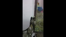 Clumsy pet cat gets stuck on power cable