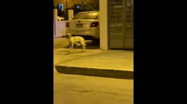Video: dog in Lima, Peru barks strangely