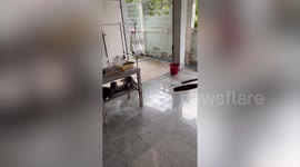 Snake escapes when woman tries to catch it with bowl and dustpan in DIY rescue fail