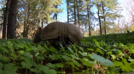 Toby the Armadillo Takes a Charming Forest Stroll in Portland, USA