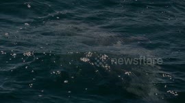 A Dolphin Paradise - Bottlenose Dolphins, capturing different beahviours such as tail flukes and breaching.