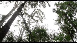 Golden Swamp Wallaby in 4k - Rare coloured wallaby gets interrupted by an unexpected visitor.