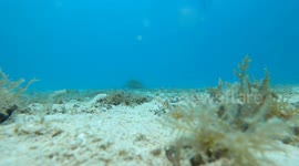 Green sea turtle having feed on the sea floor. Comes close to the camera.