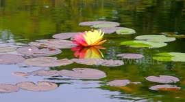 Rare 2-coloured water lily blooms in southeast China