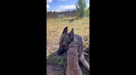 Meerkat and dog meet in Perm, Russia