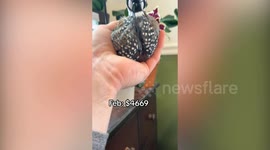 Farmer makes $100k-a-year showing off his pet quails sporting customised tiny hats