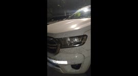 Squished Mosquitos Make Animal Print On Front Bumper
