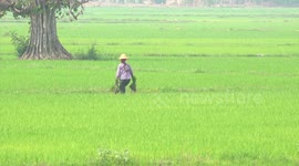 Myanmar earns over 3.5 bln USD from agricultural exports in over 11 months