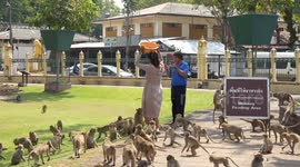 Wild monkeys climb over people in Thai town