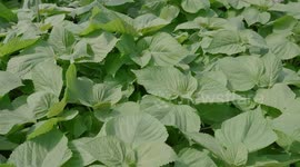 More young Chinese return to countryside to boost rural revitalization