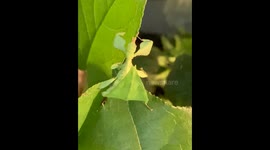 Leaf insect's mesmerizing moves in Boulogne-Billancourt