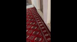 Tehran child gives snake a bath in adorable video