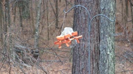 Funny squirrel rocking and swaying on the birdfeeder in my backyard