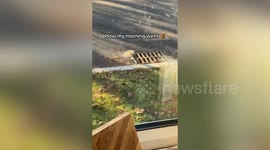 Soggy squirrel gets helping hand after getting itself stuck down sewage drain