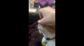 Cat Loves Forehead Scritches