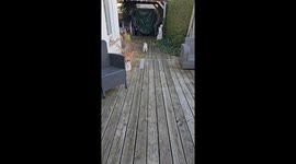 Polite Puppy Cleans His Paws on the Way In